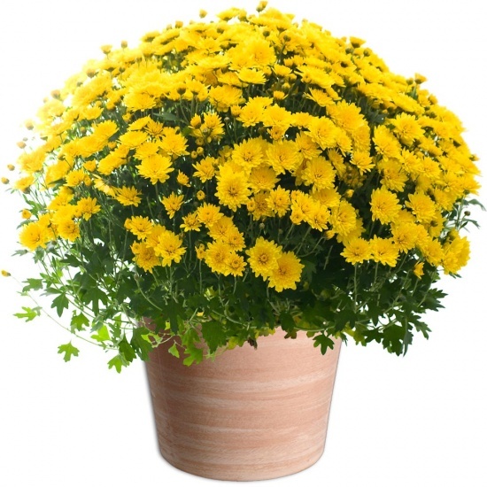 Fleurs Toussaint Chrysanthème pomponette jaune