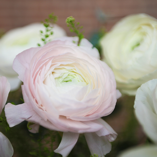 Generous Ranunculus from the South 2