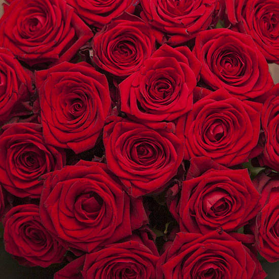 Tall Red Roses 3