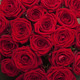 Tall Red Roses 3