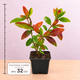 Grenadier nain 'Chico' en godet, jeune plant aux feuilles vertes et rouge orangé, hauteur environ 32 cm godet compris