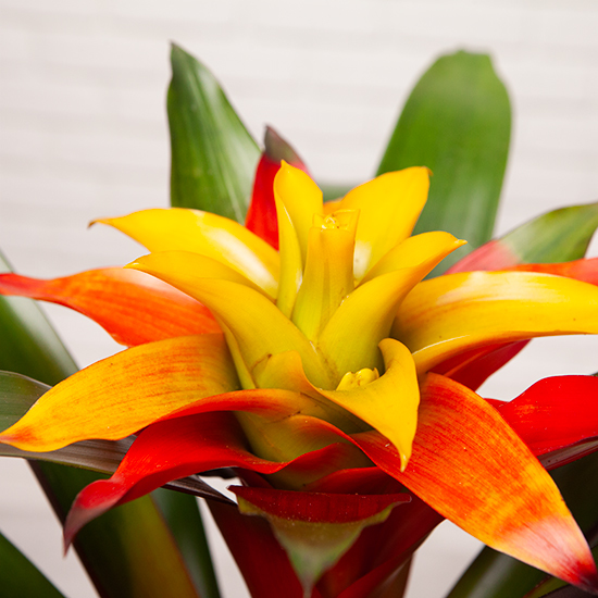 Guzmania exotique 2