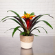 Exotic guzmania