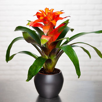 Guzmania Orange