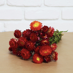 1 botte d'hélichrysum rouge (20 à 25 fleurs) hauteur : 40-45 cm