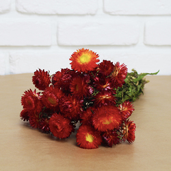 1 botte d'hélichrysum rouge (20 à 25 fleurs)<br>hauteur : 40-45 cm
