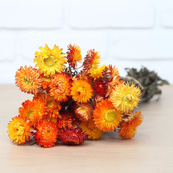 1 botte d'hélichrysum orange (20 à 25 fleurs)