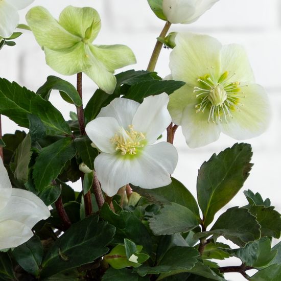 Hellébore Nigra plante d’extérieur résistante au froid 2