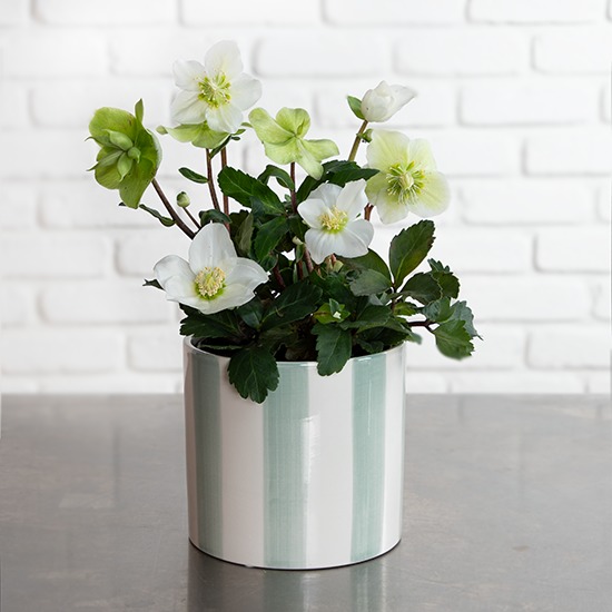 Hellébore Nigra plante d’extérieur résistante au froid