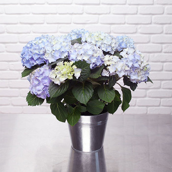 Hortensia bleu en pot