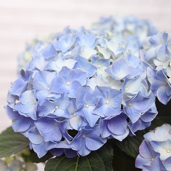 Blue Potted Hydrangea 2