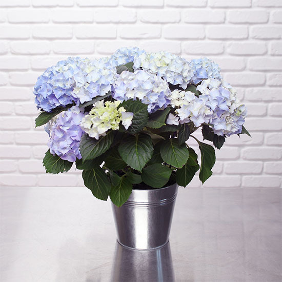 Hortensia bleu en pot - livraison express plantes fleuries