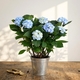 Blue Potted Hydrangea