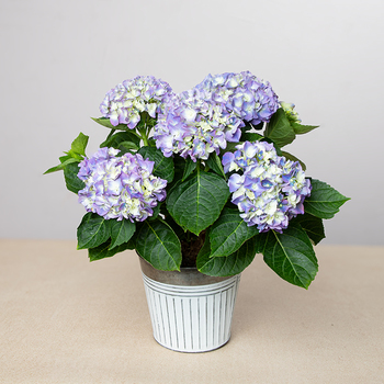 Hortensia bleu en pot : plante de saison à offrir