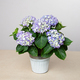 Hortensia bleu en pot : plante de saison à offrir