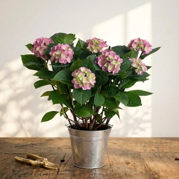 Pink Hydrangea