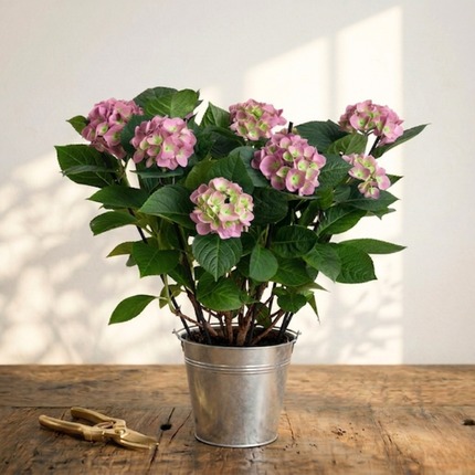 Pink Hydrangea
