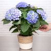 L'hortensia améthyst