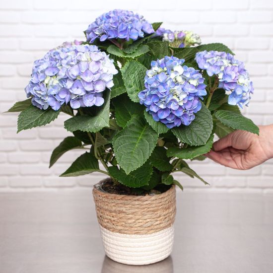 L'hortensia améthyst