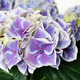 L'hortensia améthyst 2