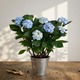 Light blue Hydrangea