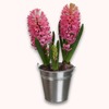 Jacinthe en Pot