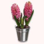 Jacinthe en Pot
