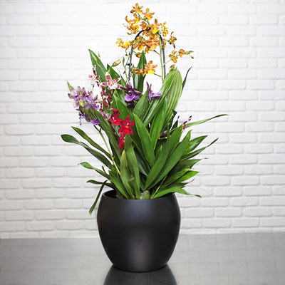 Orchidées - Livraison orchidée à domicile | Aquarelle