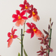 Jardin d'orchidées parfumées 3
