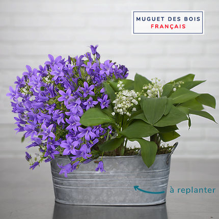 Muguet des bois et campanule