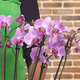 Jardin tendre d'orchidées Papillon 2