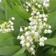 Grey terracotta window box of lily-of-the-valley 2