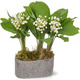 Grey terracotta window box of lily-of-the-valley