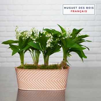 Jardinière muguet merveilleux