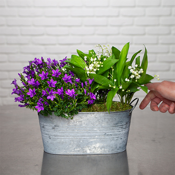 Muguet des bois et campanule