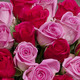 Sweet Pink Roses 2