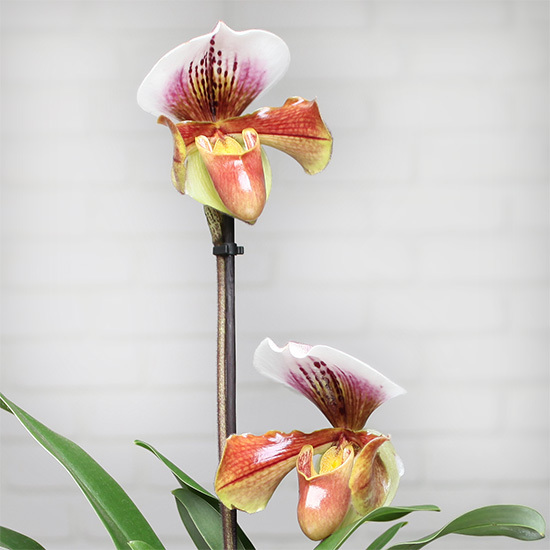 Venus Slipper orchid 2