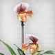 Orchidée Paphiopedilum 2