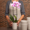 Choisissez un élégant bouquet d'orchidées aux couleurs raffinées pour offrir à vos proches. La longévité des fleurs en fait un cadeau parfait !