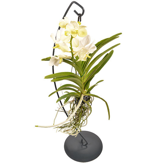 L'Orchidée Vanda Blanche