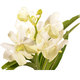Orchidée Vanda Blanche 2
