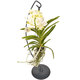 Orchid Vanda white