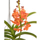 Orchidée Vanda caramel 2