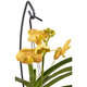 Yellow Orchid Vanda 2