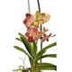 L'orchidée Vanda himba gold 2