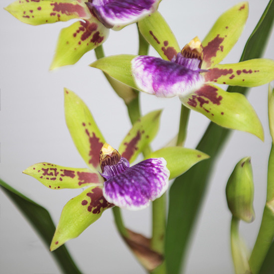 L'Orchidée Zygopetalum 2