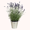 Lavande en Pot - 35cm
