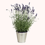 Lavande en Pot - 35cm