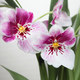 Miltonia orchid  2