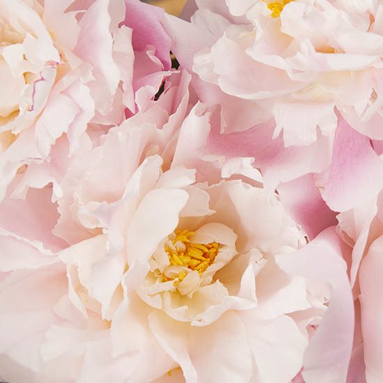 Bouquet of pale pink peonies